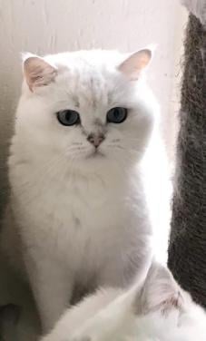 Brits korthaar kater beschikbaar voor een goed en fijn thuis