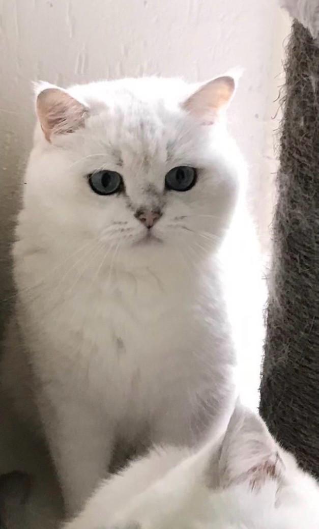 Brits korthaar kater beschikbaar voor een goed en fijn thuis