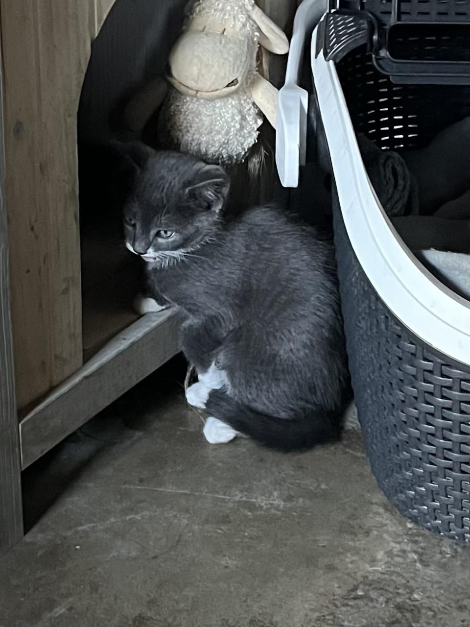TE KOOP BOERDERIJKITTENS