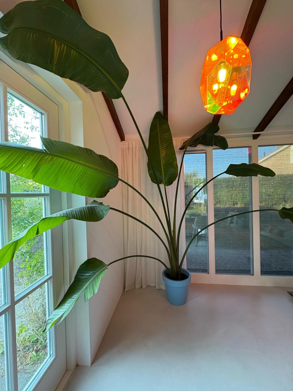 Grote Strelitzia Nicolai - Paradijsvogelplant kamerplant