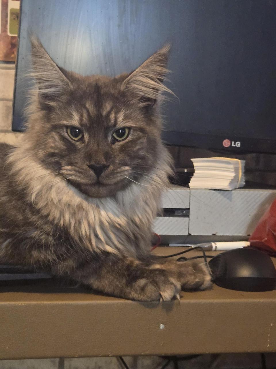 Prachtige maine coon dekkater met stamboom (niet te koop)