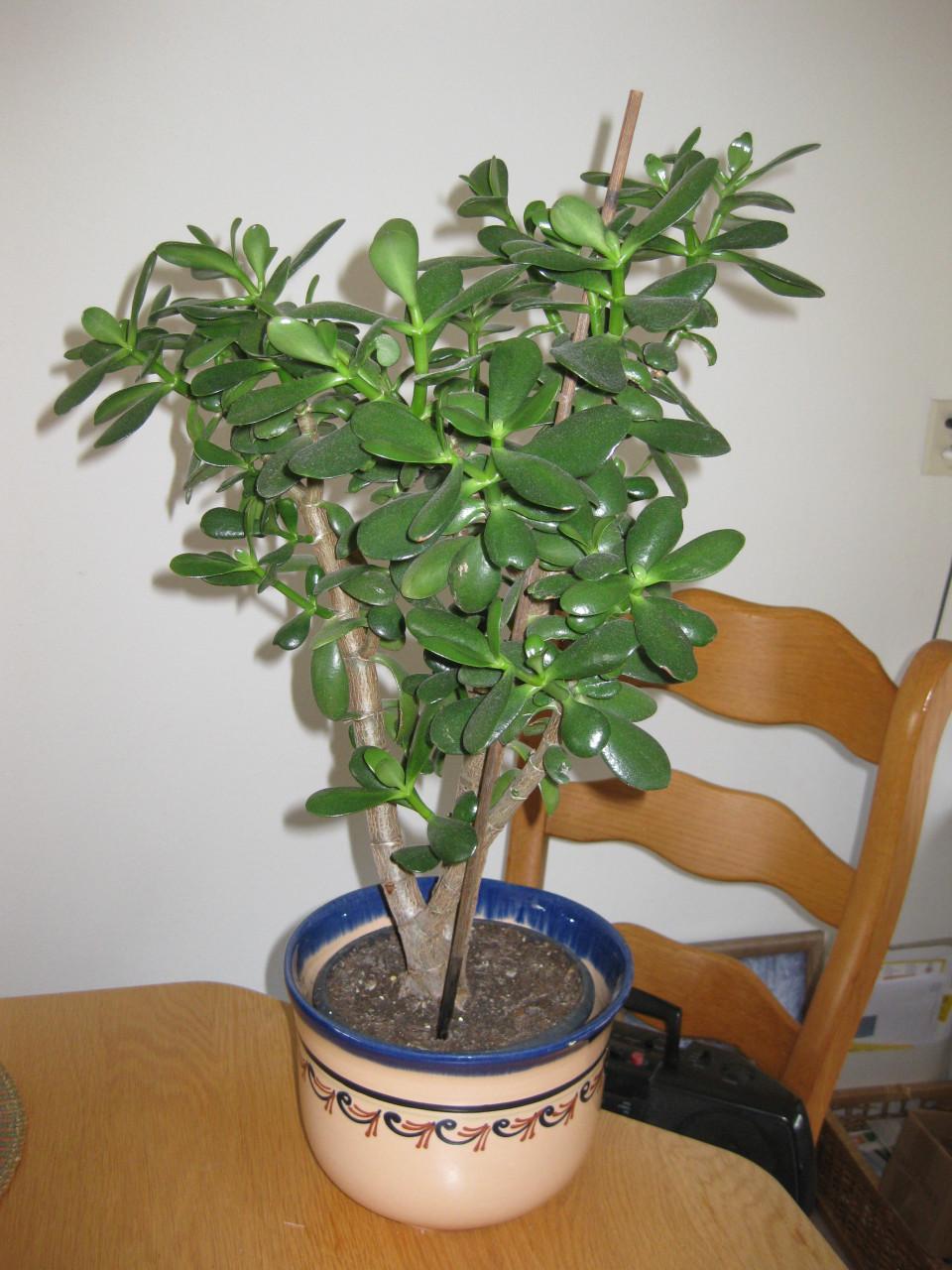 Mooie plant met sierpot