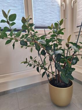 Ficus