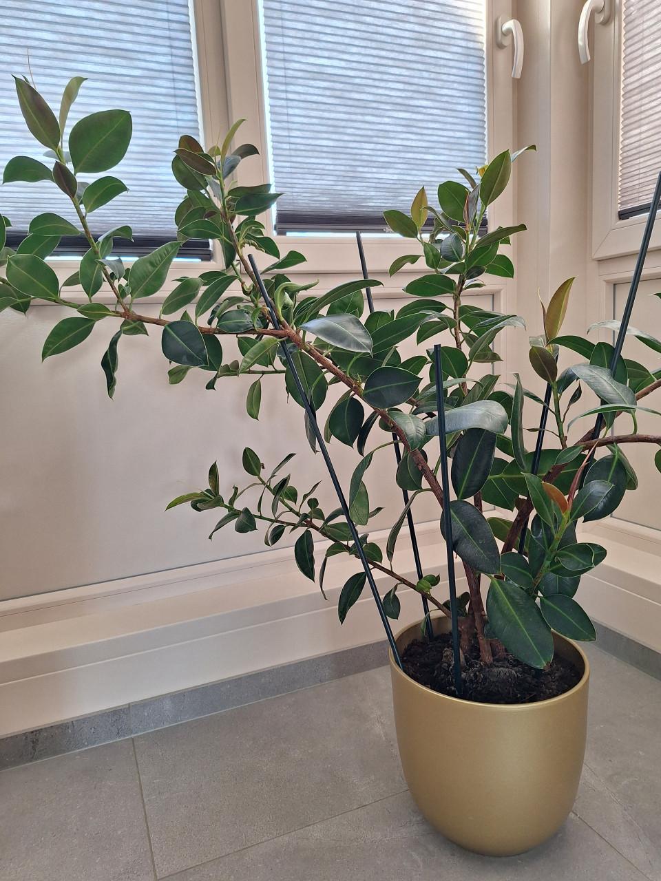 Ficus