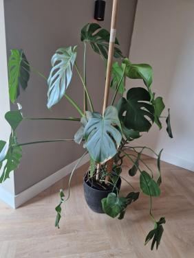 Grote Monstera Gatenplant 150cm met mosstok