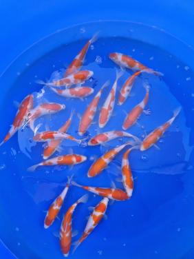 Genjiro kohaku tosai koi