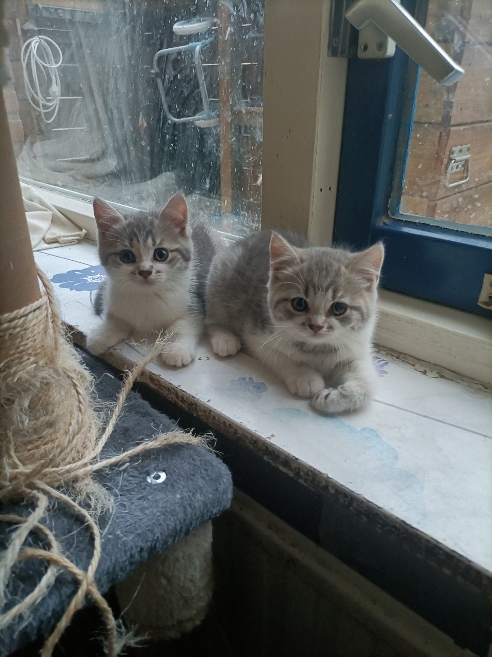 Kruising kittens