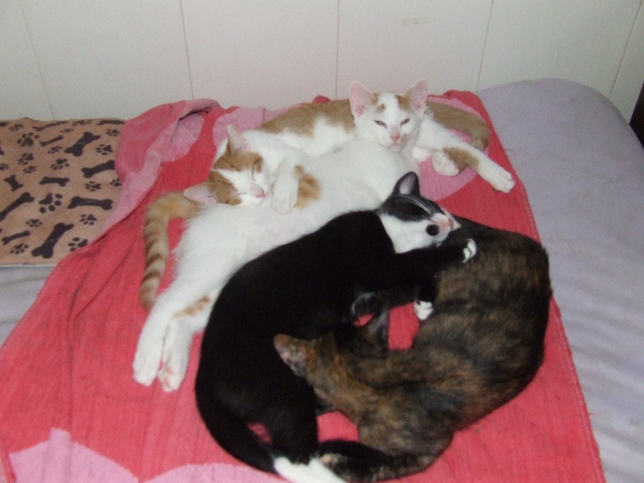 Kittens