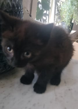 Kitten