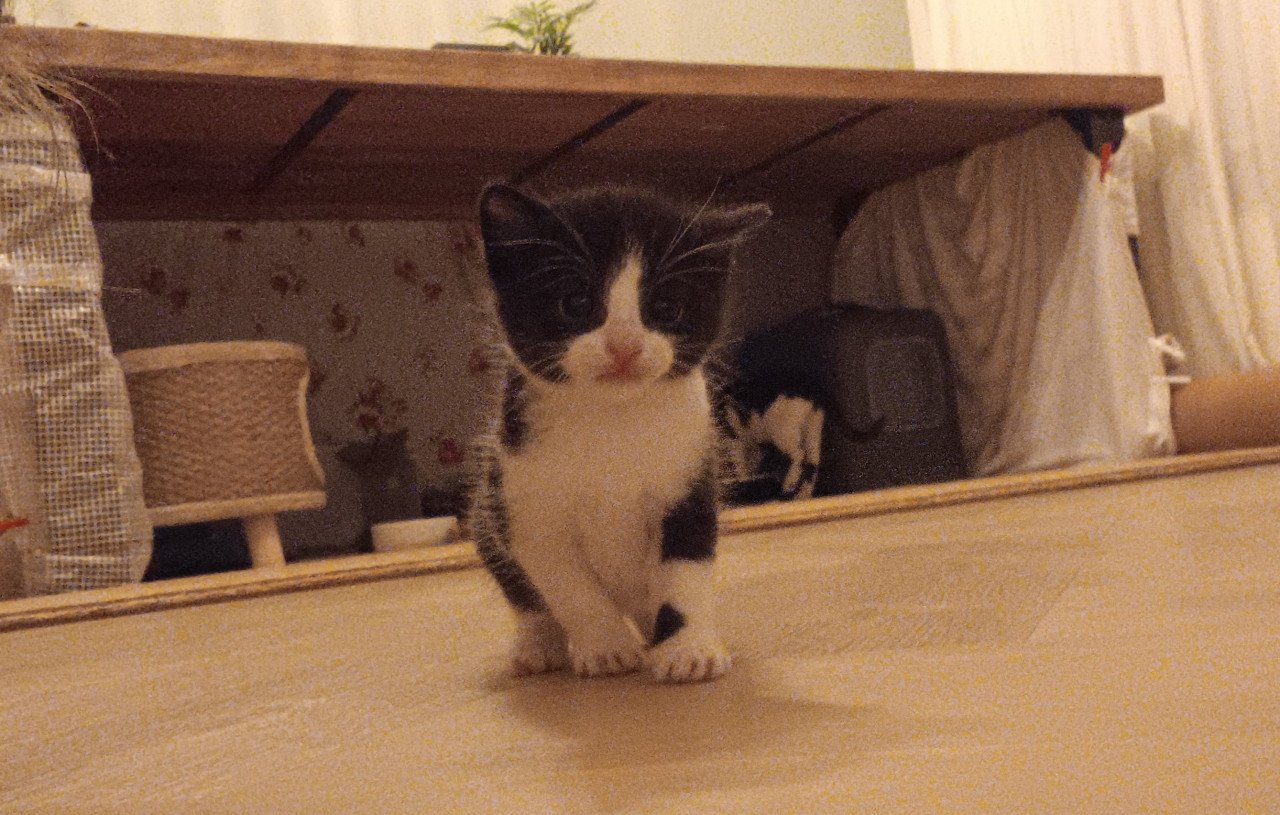 Kittens