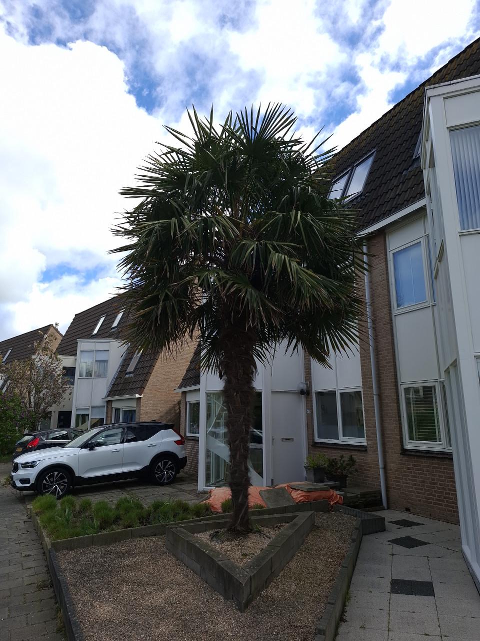 SCHITTERENDE PALMBOOM