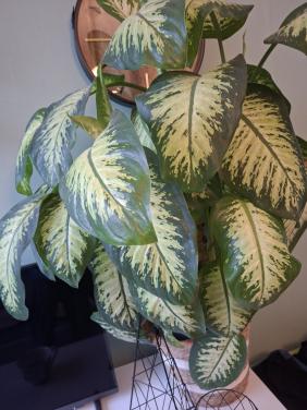 Diffenbachia kamerplant , gratis af te halen