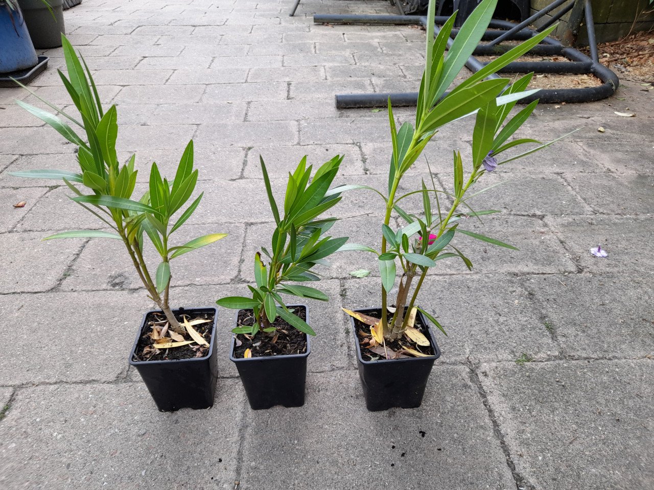 Oleander