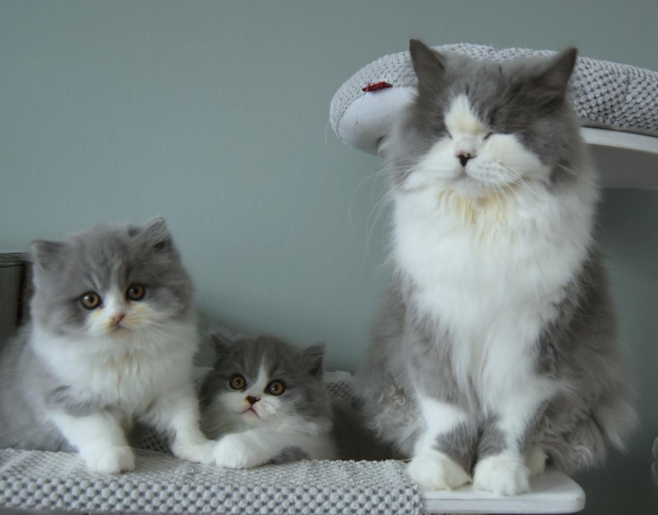 Lief & Ondeugend Brits Langhaartje Chance zoekt personeel!