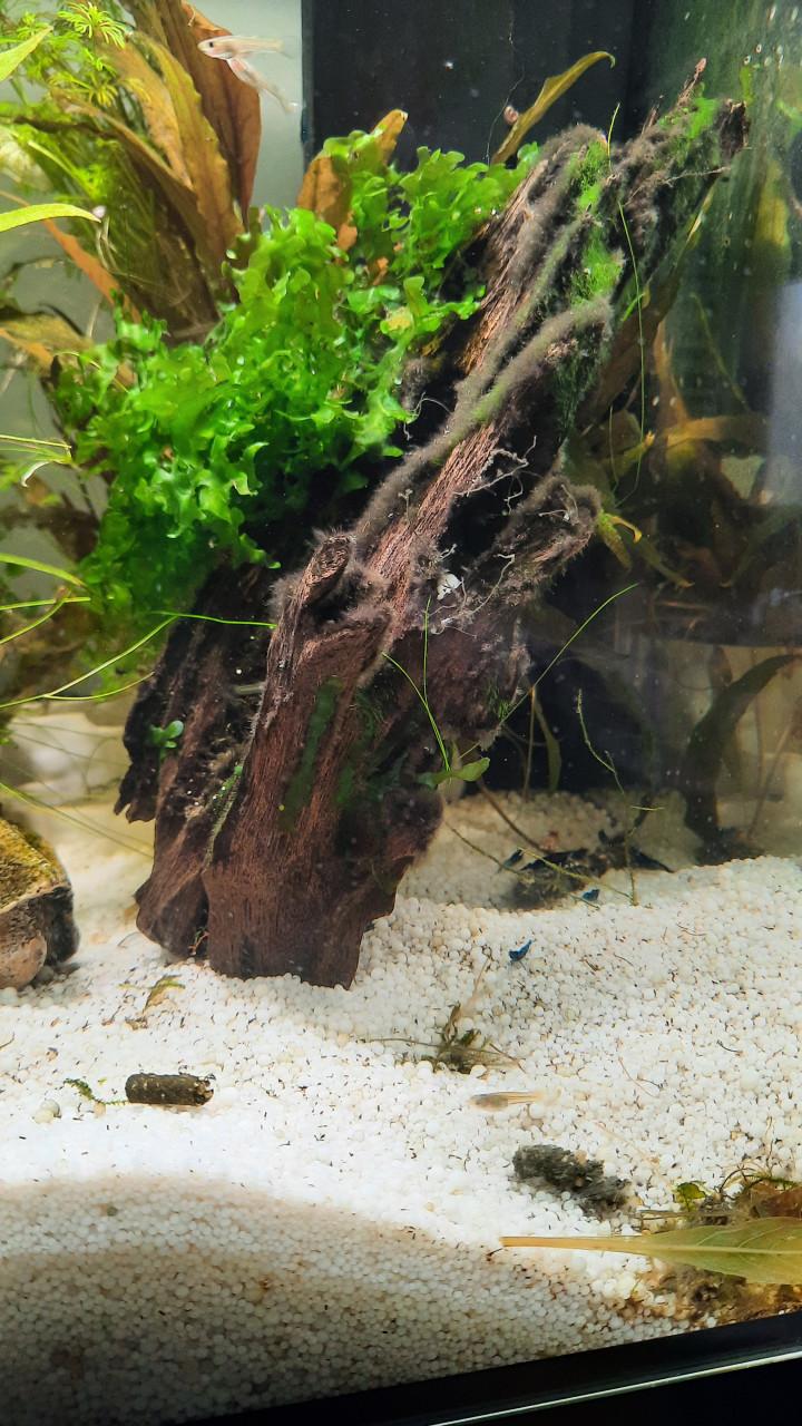 Aqarium en toebehoren , garnalen en guppies