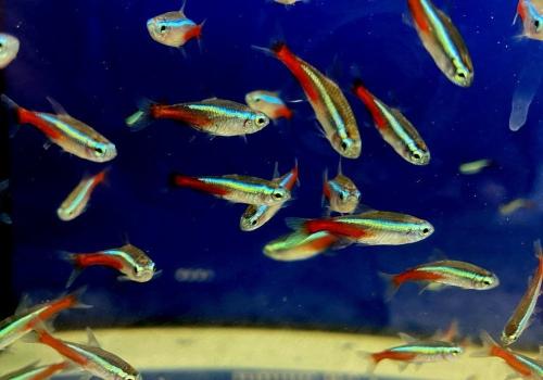 Neontetra,s