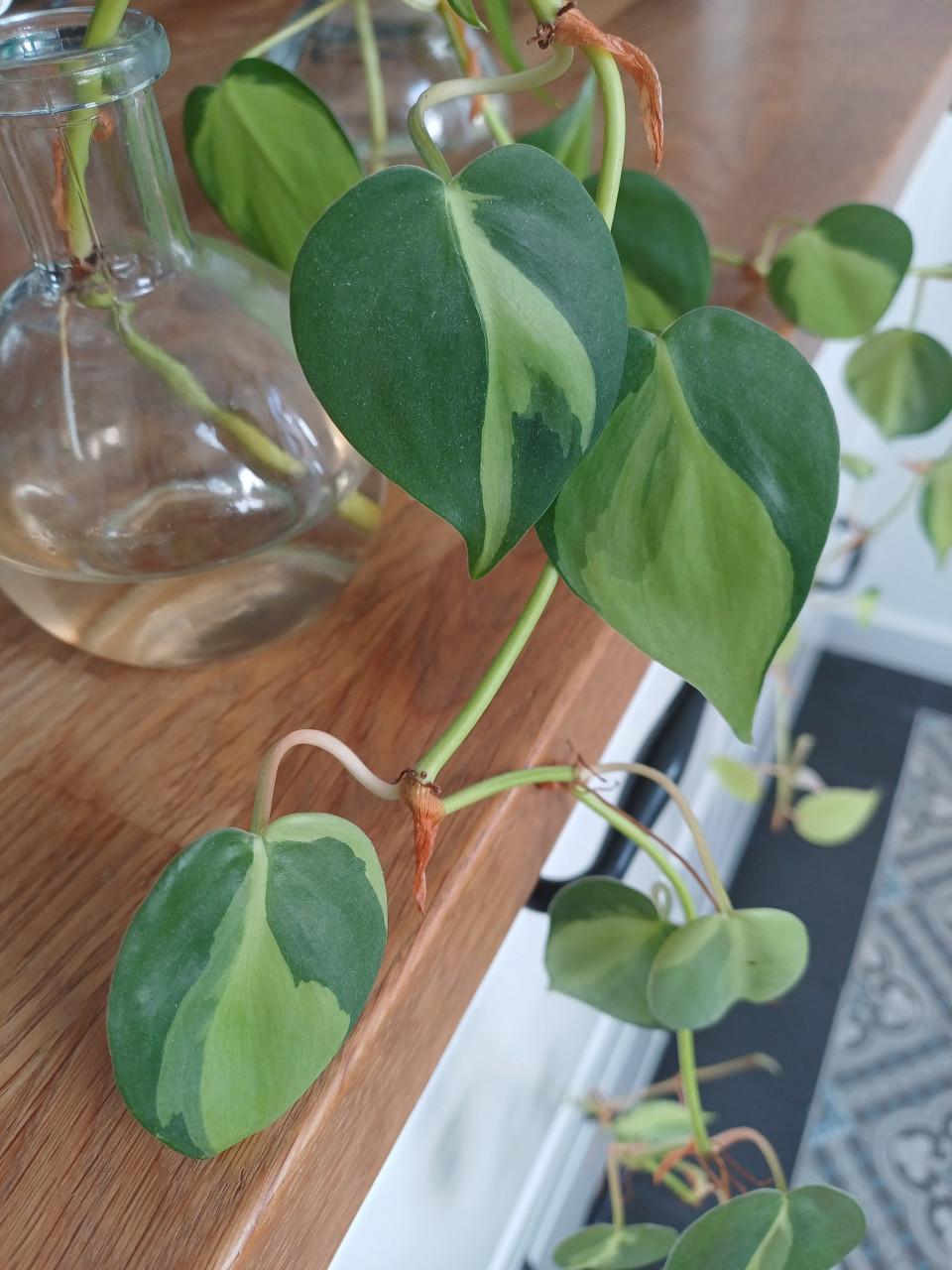 SUPERmooie stekjes 2-kleurige drakenklimop (philodendron)!