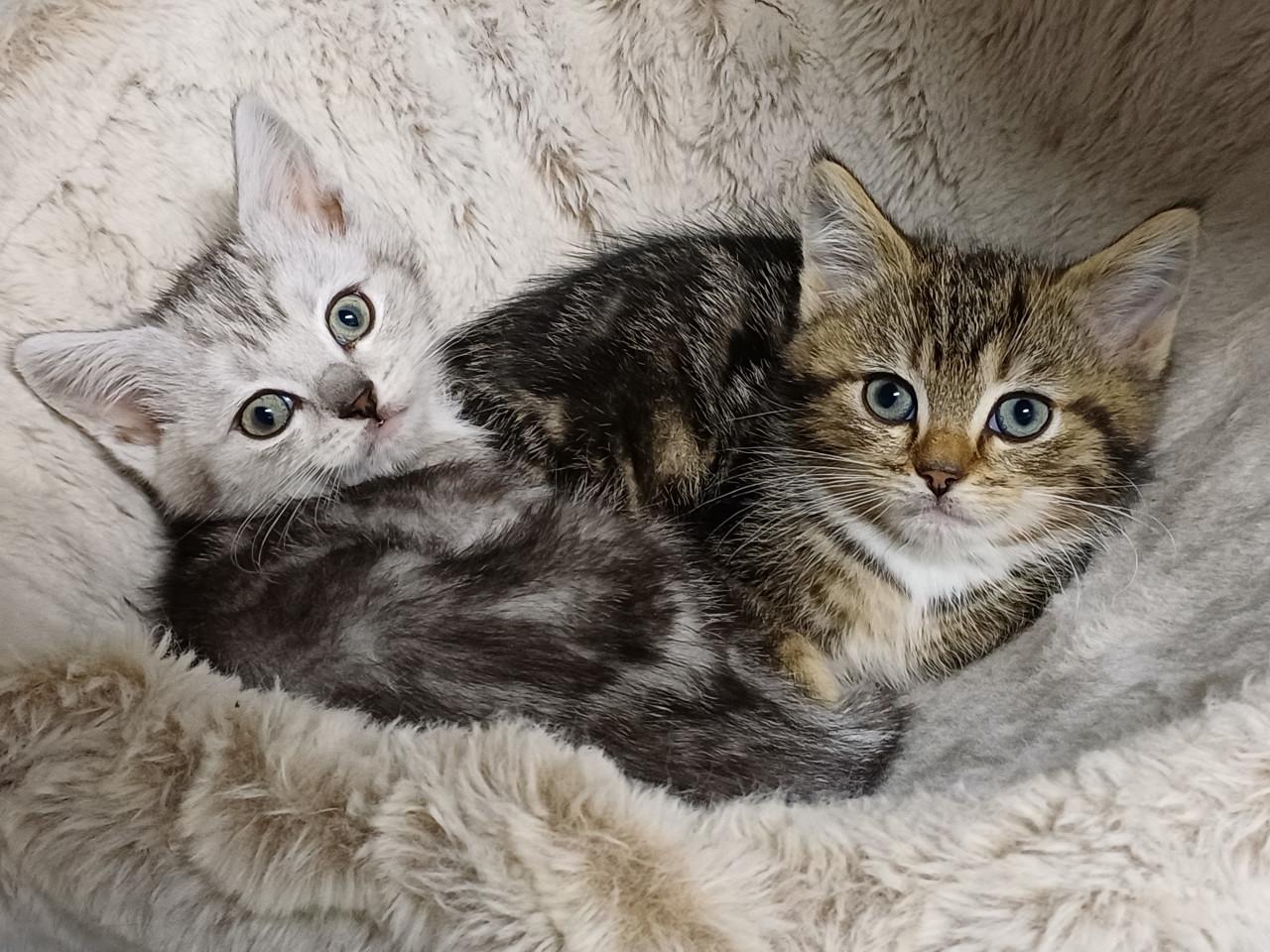 Prachtige Brits Korthaar x Ragdoll kittens beschikbaar.