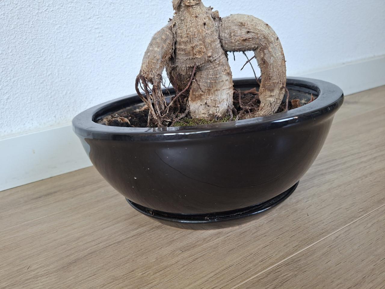 Bonsai boompje in pot