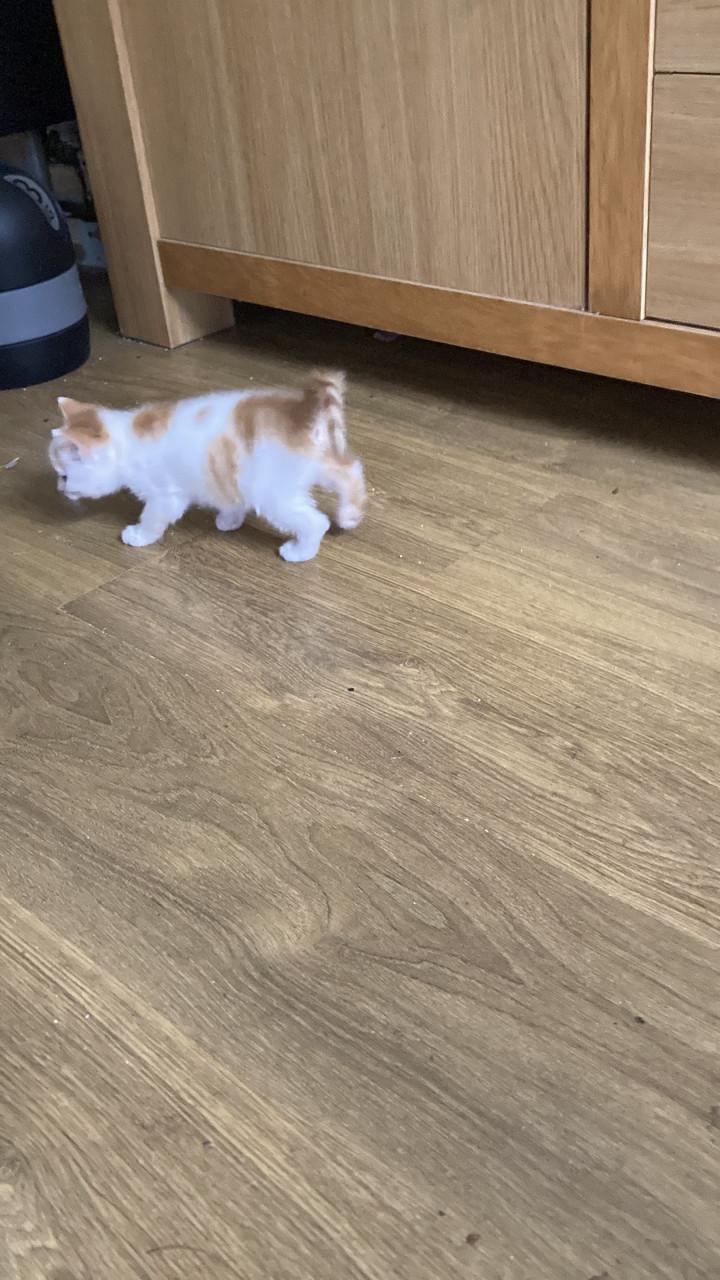 Kittens