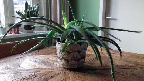 Mooie Aloë Vera plant met jaren 60 lava pot