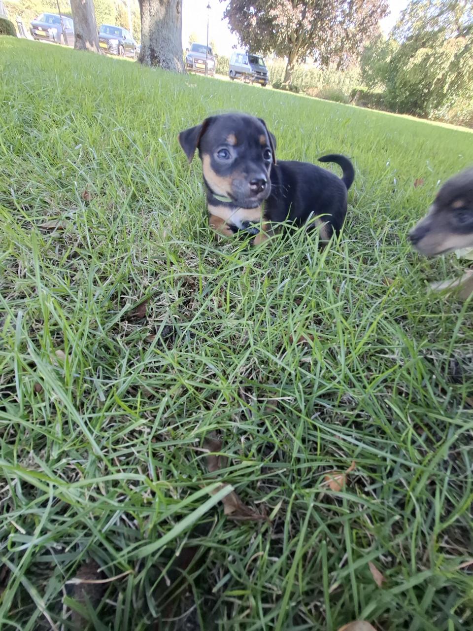 Jack russel pups