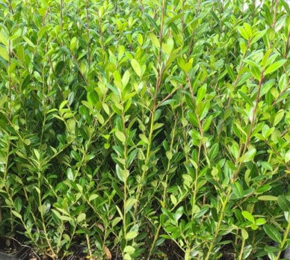 Ilex Caroline Upright - Ideale buxusvervanger