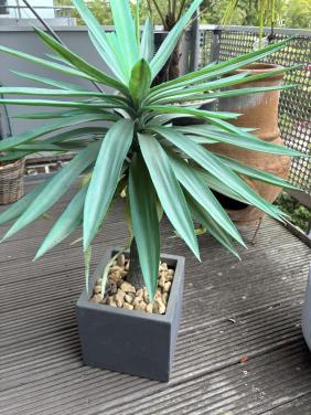Kunstplant Yucca, 90 cm hoog incl. pot Nwprijs 89,95