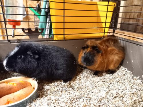 Cavia beren incl. hok