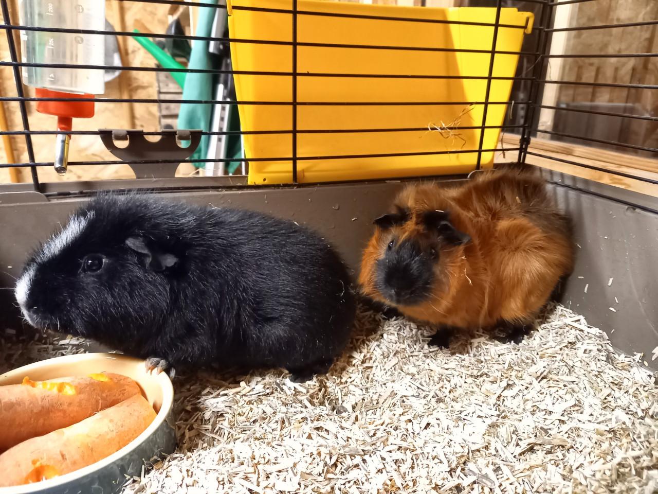 Cavia beren incl. hok