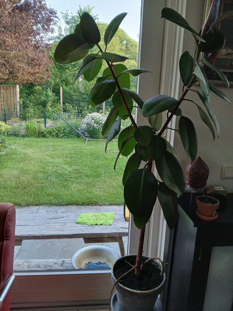 Grote kamerplant