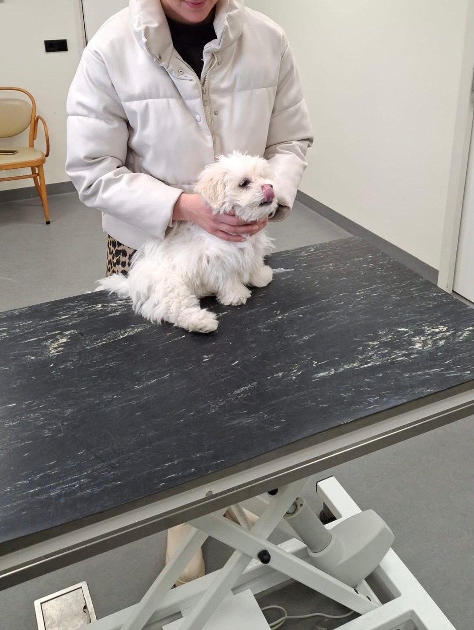 Maltezer pup