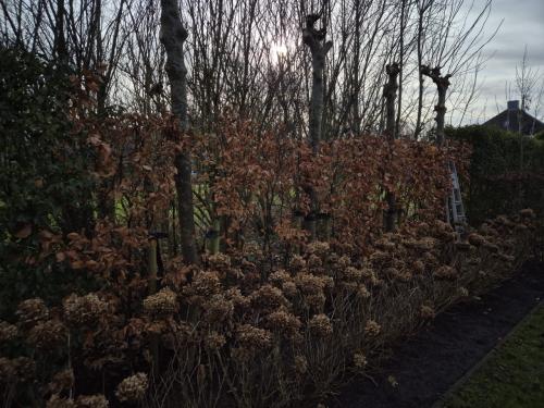Beukenhaag struiken ca. 2 meter hoog