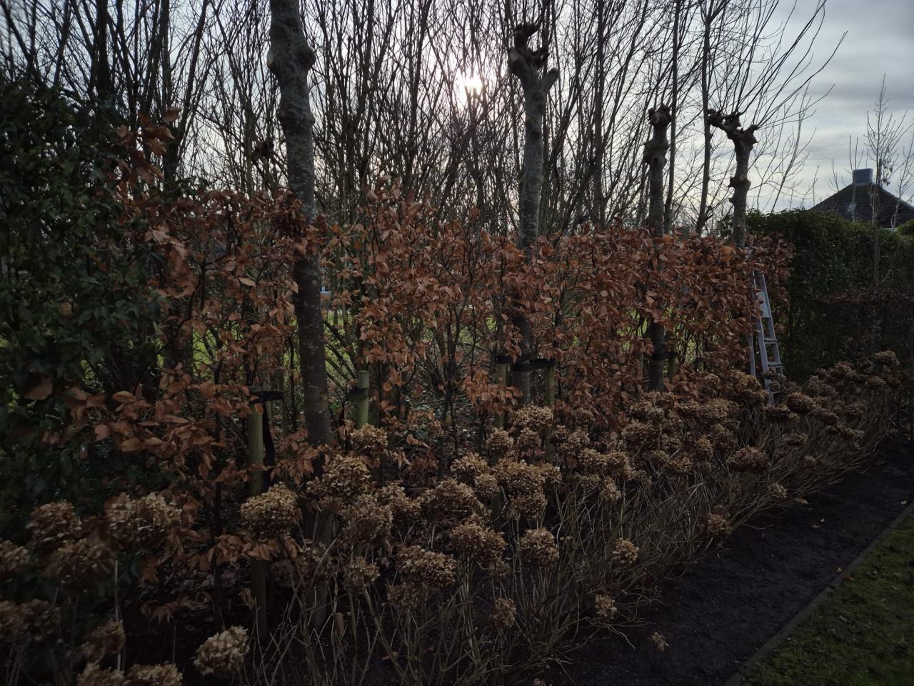 Beukenhaag struiken ca. 2 meter hoog