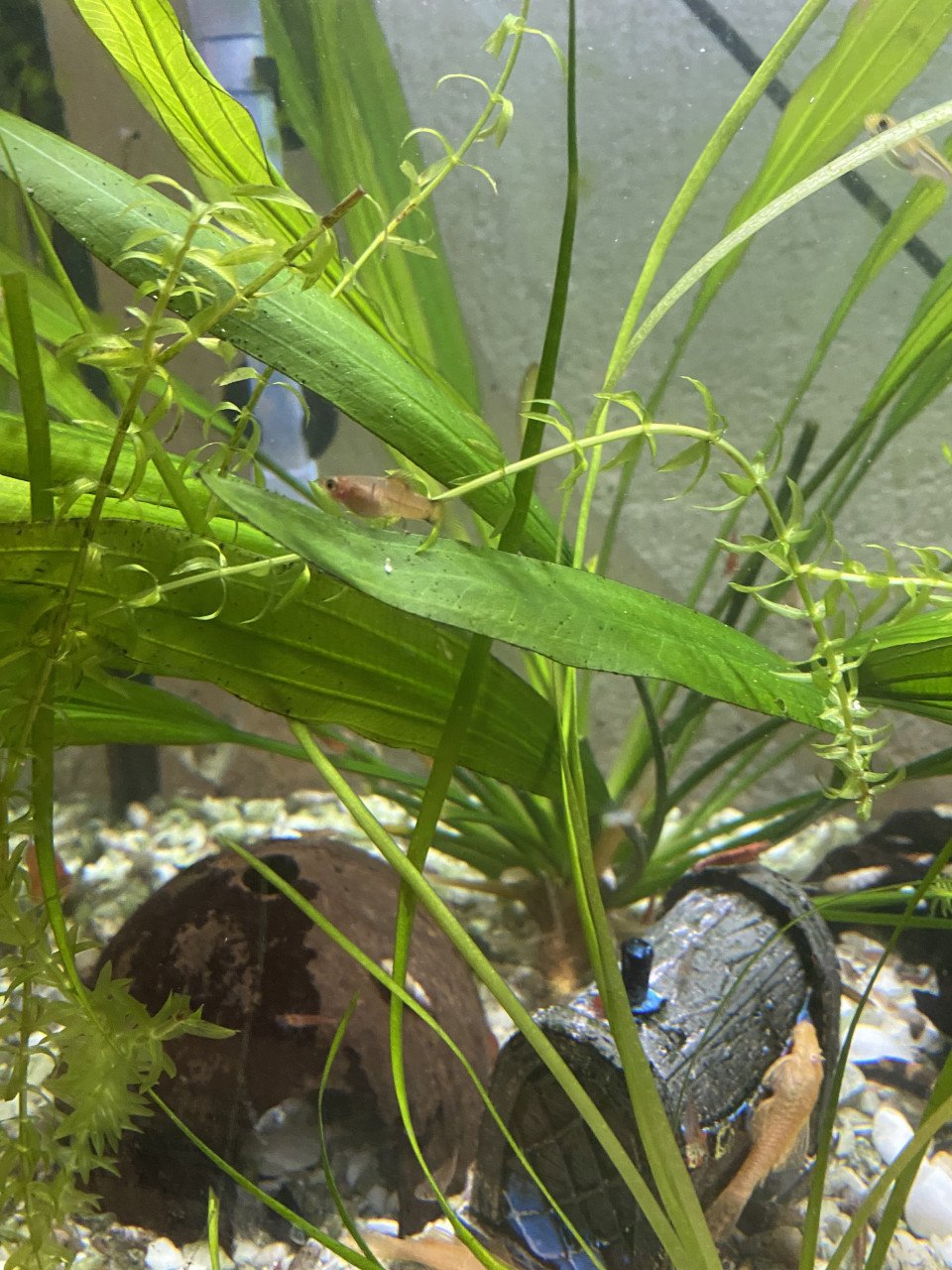 Platys