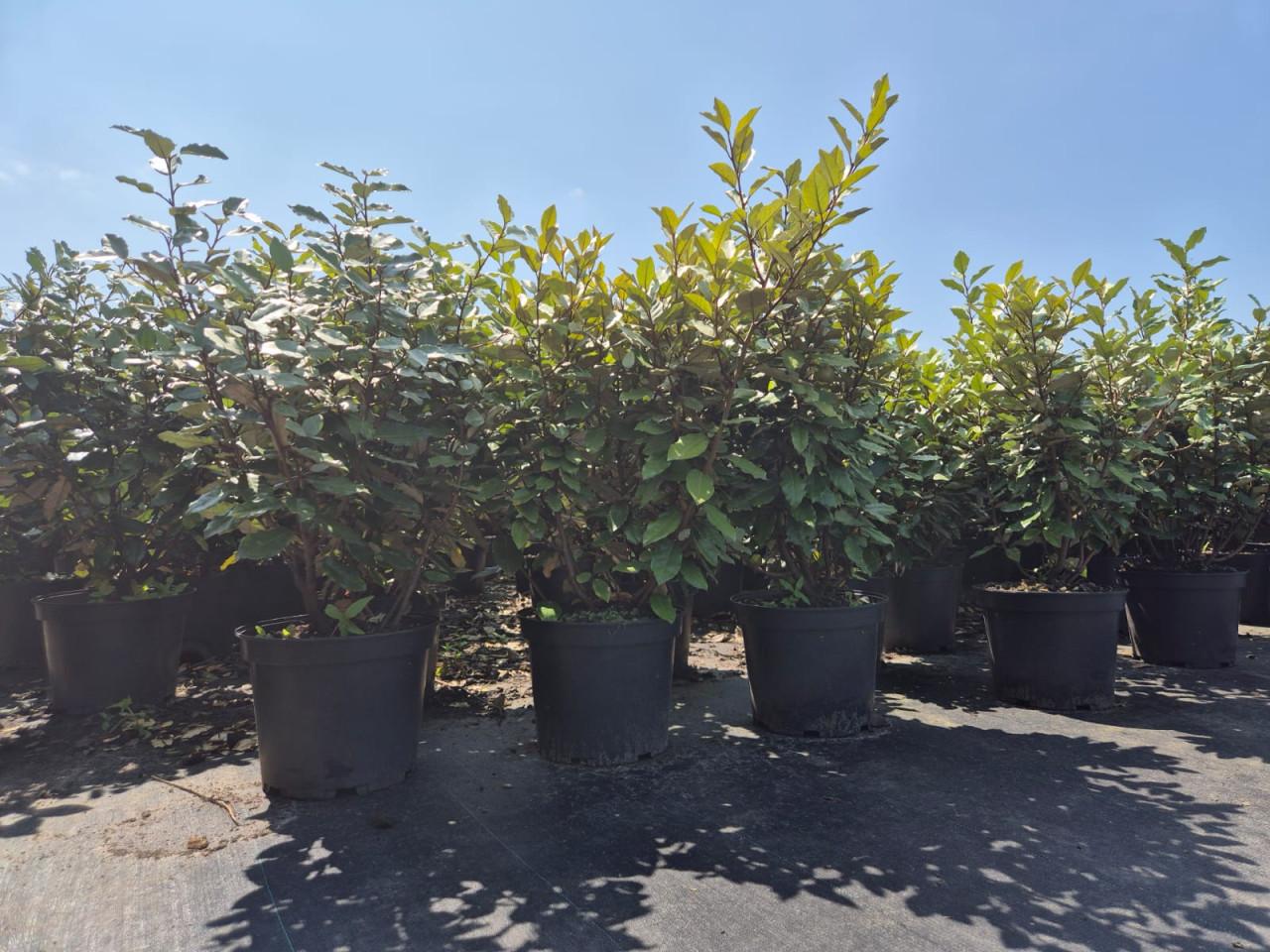 Olijfwilg compacta haagplanten 60-80 cm potgekweekt