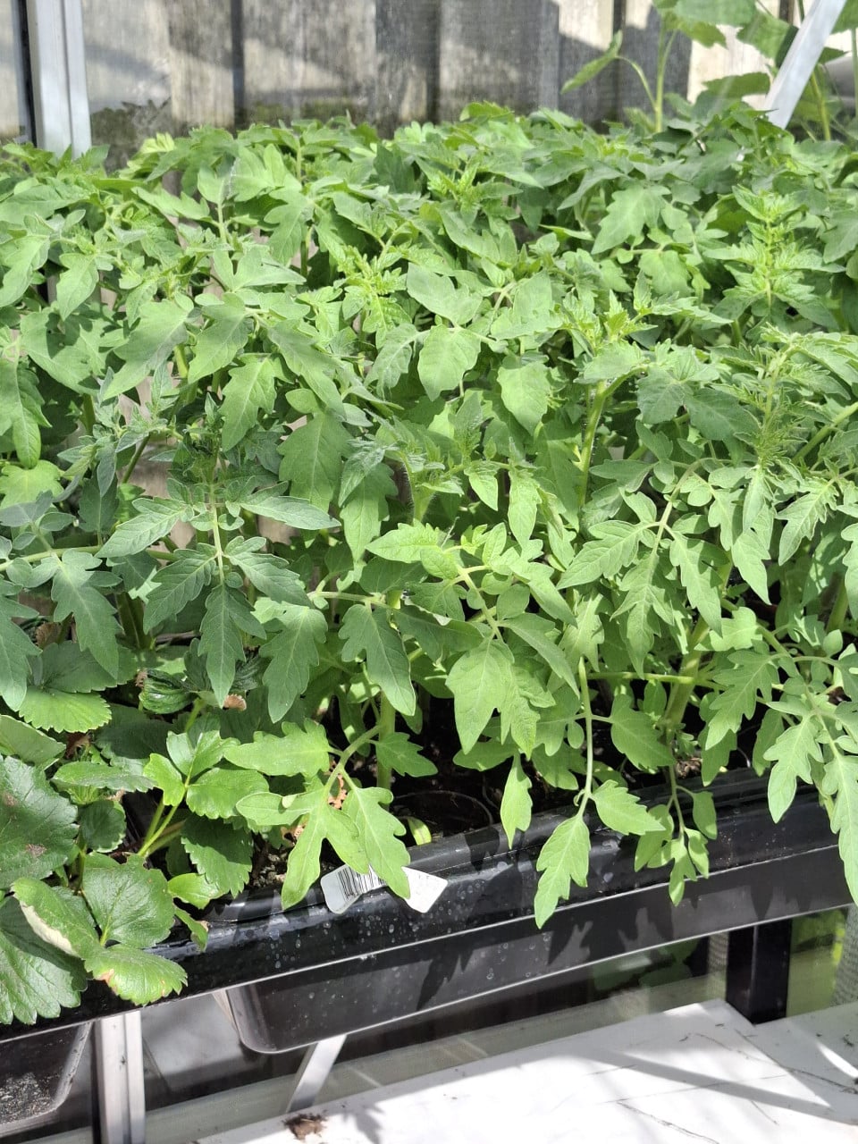 Tomatenplantjes en komkommerplantjes
