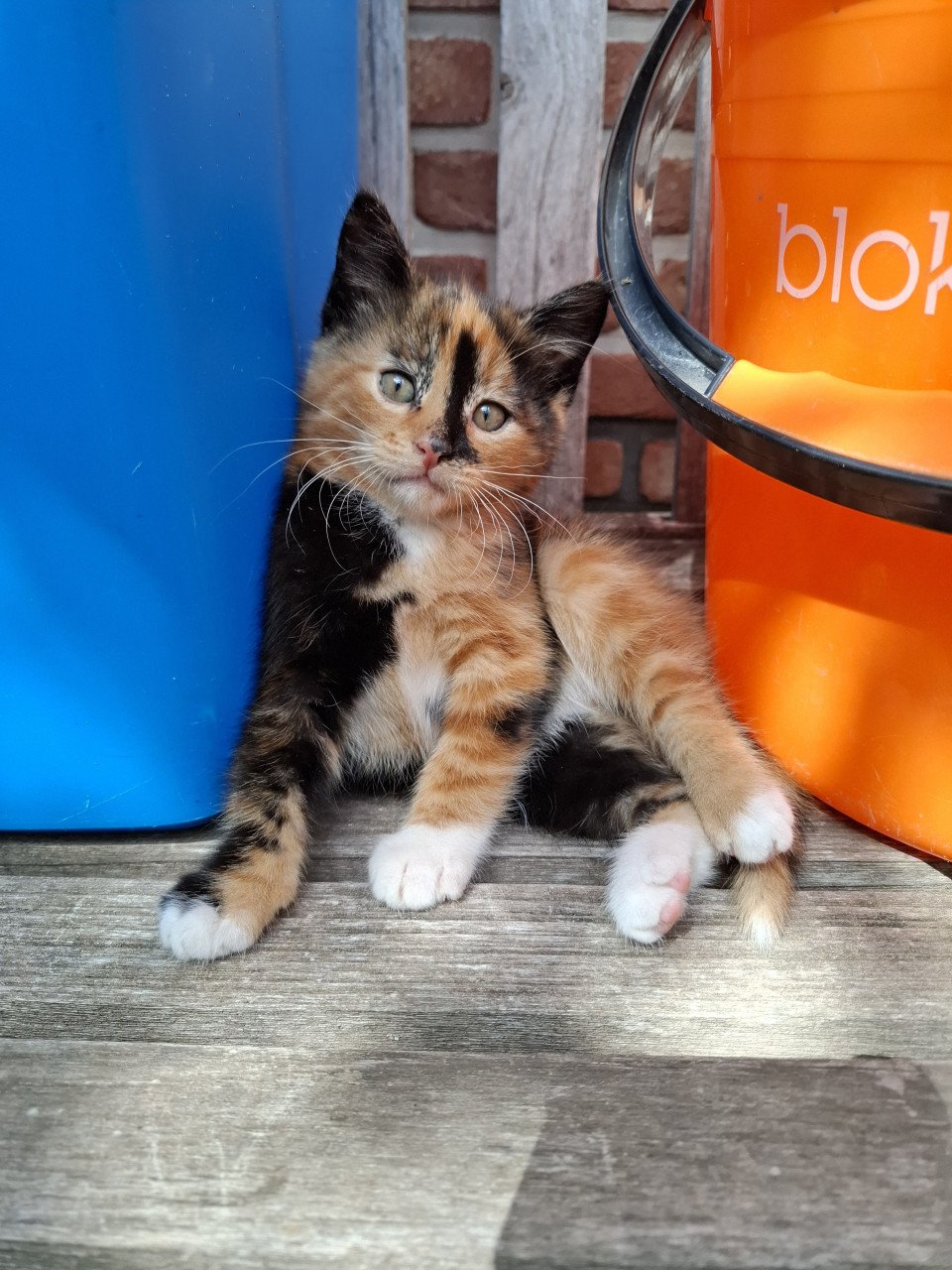 4 kittens