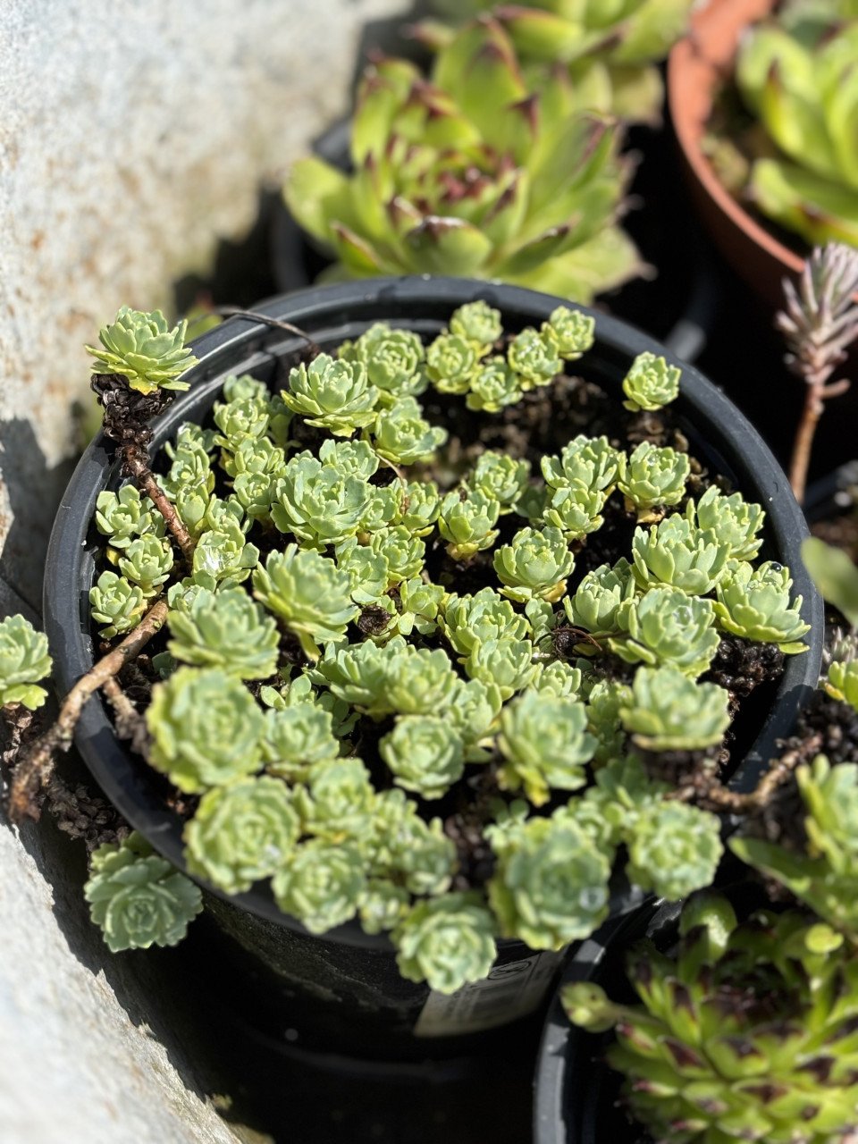 Vetplanten