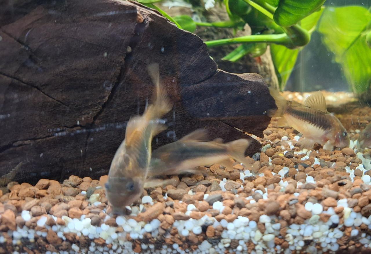 Corydoras 6 stuks