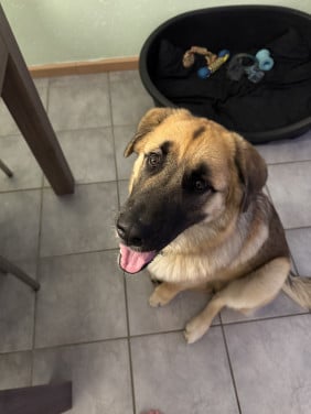 Kruising leonberger / malamute