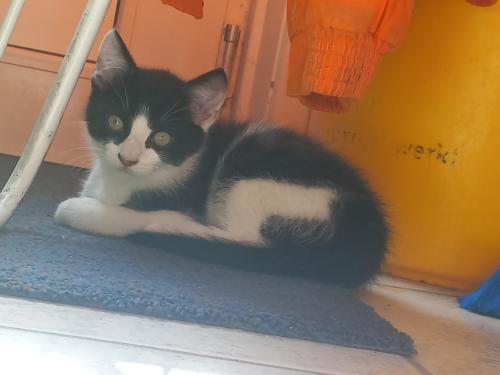 Zwart/ wit kitten kater