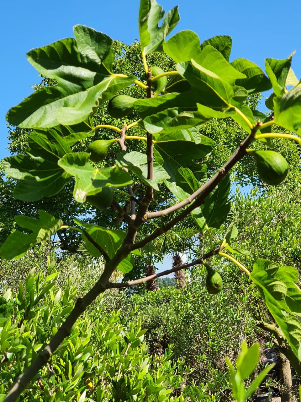 Vijgenbomen