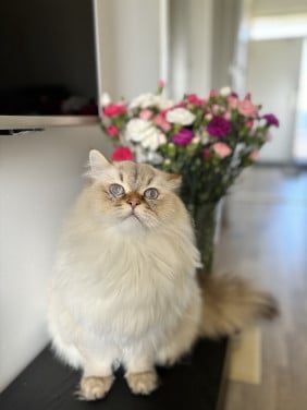 Baboe zoekt met spoed een nieuw huisje