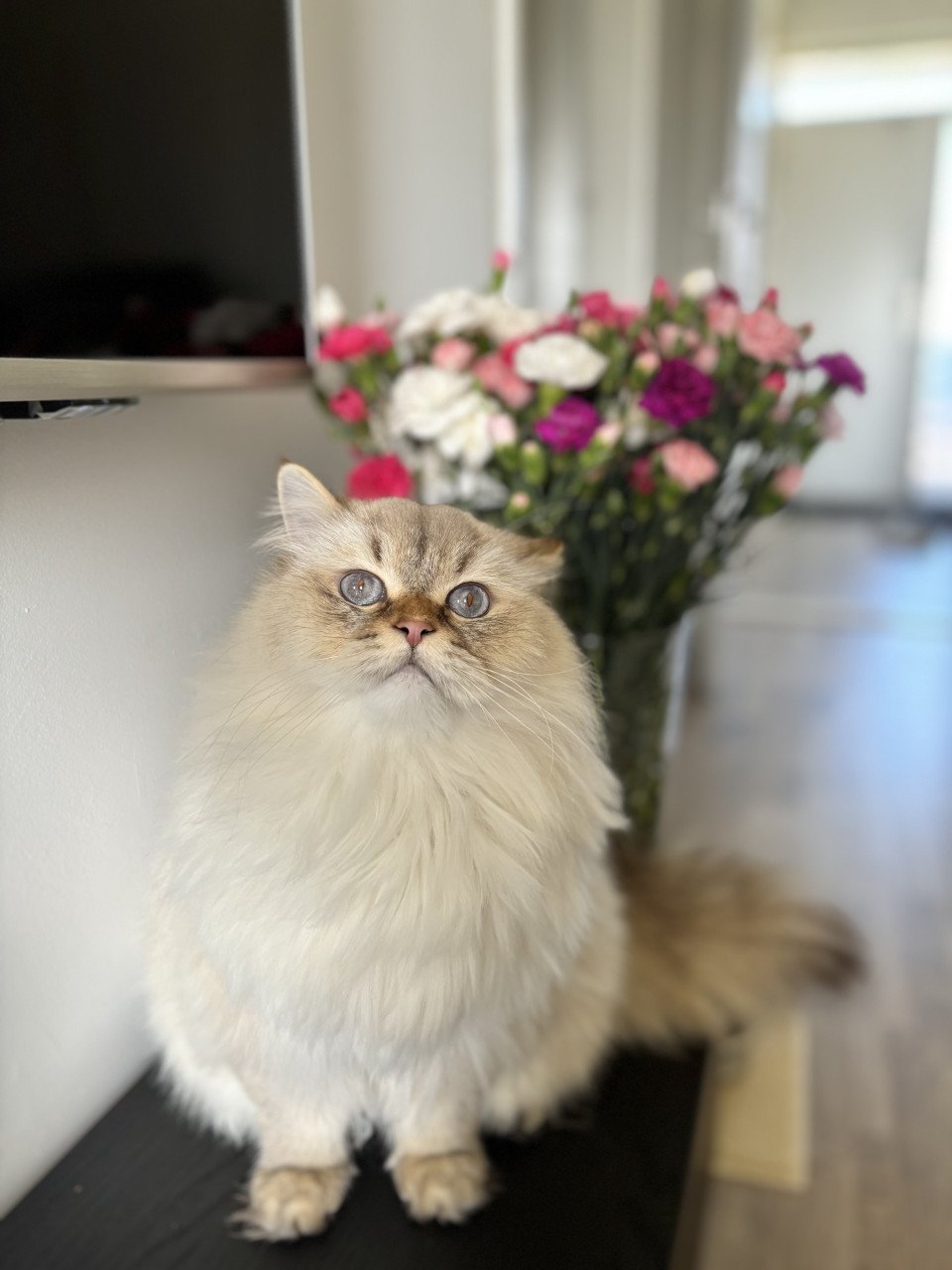 Baboe zoekt met spoed een nieuw huisje