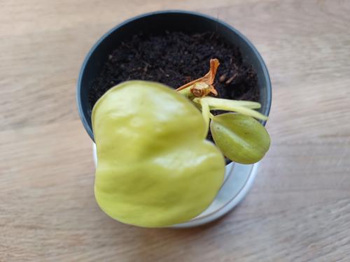 Twee stekjes Philodendron Lemon Lime + GRATIS bloemenSPUIT