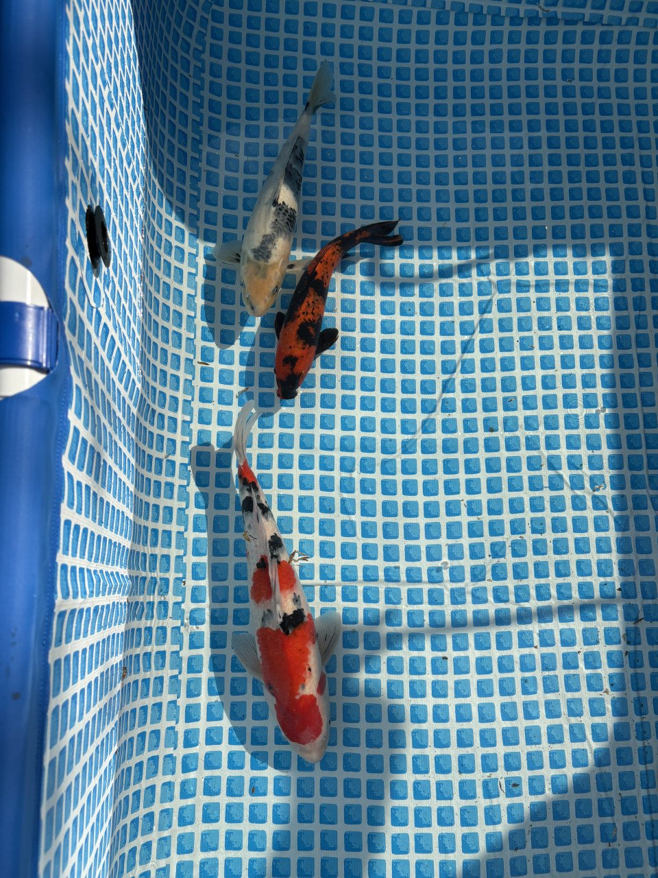 Koi karpers te koop