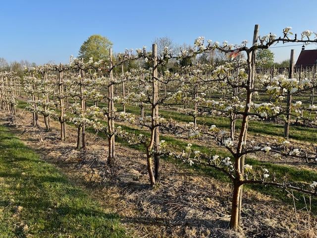 Fruitbomen in leivorm / Leibomen / Peer
