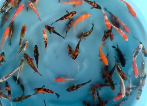 Tosai isa maruyo koi vissen