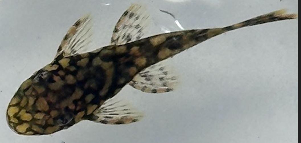 Wabenmuster L519 (Honeycomb)